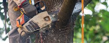 Best Tree Removal  in Patterson, CA