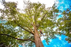 Best Tree Mulching  in Patterson, CA