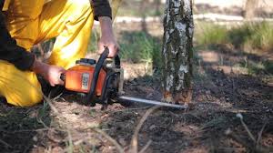 Best Tree Removal  in Patterson, CA