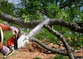 Best Firewood Processing and Delivery  in Patterson, CA