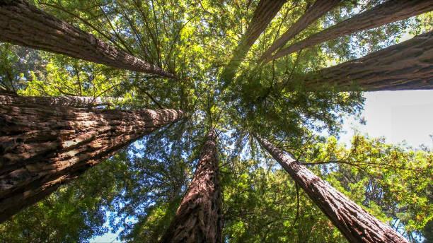 Best Storm Damage Tree Cleanup  in Patterson, CA