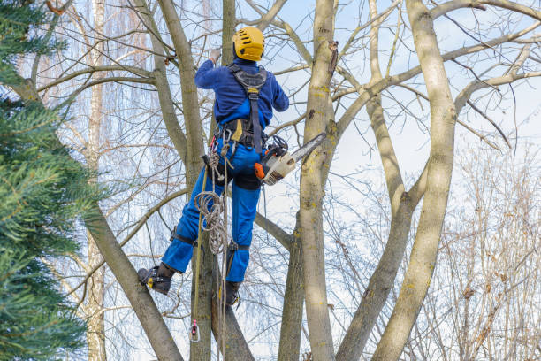Best Palm Tree Trimming  in Patterson, CA
