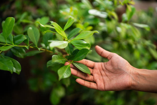 Best Emergency Tree Removal  in Patterson, CA