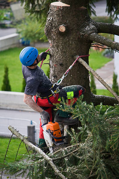 Best Firewood Processing and Delivery  in Patterson, CA