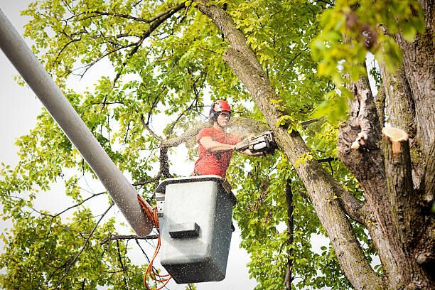  Patterson, CA Tree Services Pros