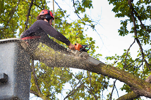Best Hedge Trimming  in Patterson, CA