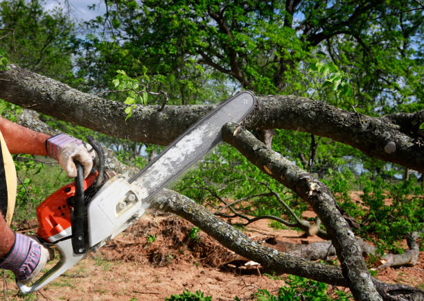 Best Root Management and Removal  in Patterson, CA