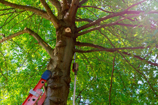 Best Commercial Tree Services  in Patterson, CA